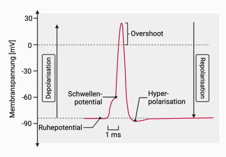 Diagramm zeigt den Aktionspotential einer Nervenzelle: Ruhepotential, Depolarisation, Schwellenpotential, Overshoot, Repolarisation und Hyperpolarisation.