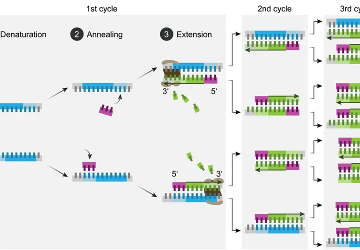 Schema der **Polymerase-Kettenreaktion** (PCR): DNA-Denaturierung, Primer-Anlagerung und Elongation vervielfältigen DNA-Fragmente.