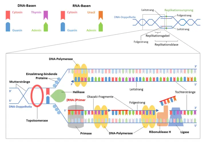 Der **DNA-Replikationsablauf** zeigt, wie die DNA-Doppelhelix entwirrt und neue Stränge synthetisiert werden. Enzyme wie Helikase und DNA-Polymerase sind beteiligt.