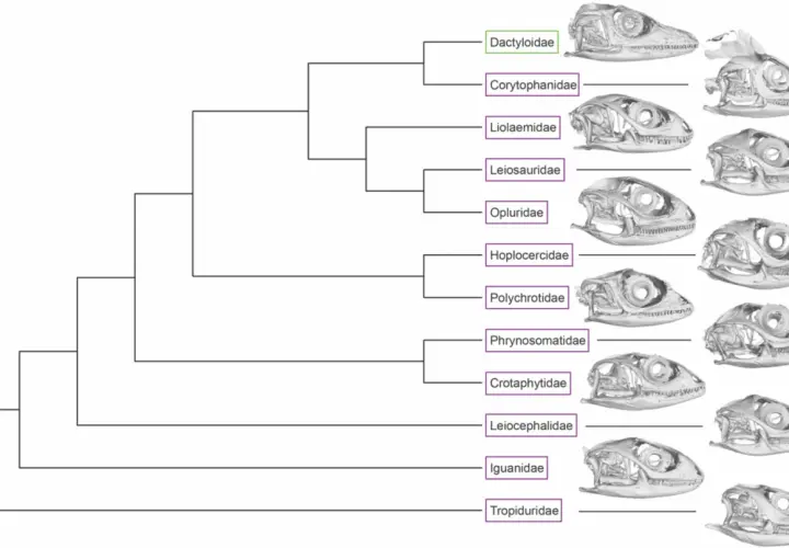 Stammbaum zeigt adaptive radiation deutsch bei Echsenfamilien mit Schädelbildern.