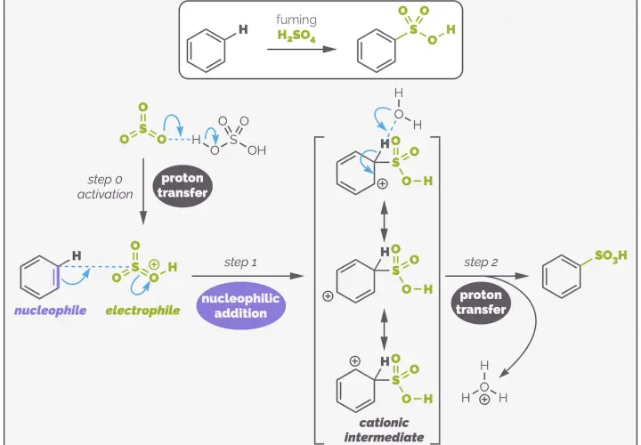 Mechanismus der elektrophilen Substitution: Benzol reagiert mit Schwefelsäure unter Bildung eines kationischen Intermediats, gefolgt von Protonentransfer.