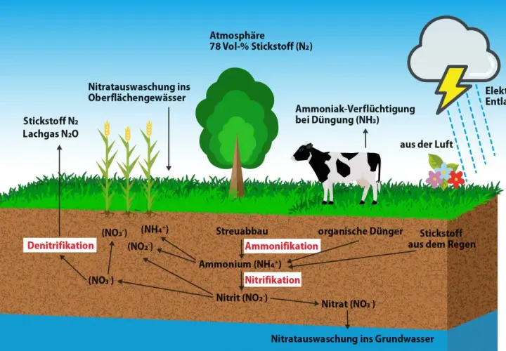 Der Stickstoffkreislauf: 78% der Atmosphäre ist Stickstoff (N2). Er wird in der Landwirtschaft genutzt, z.B. durch Düngung, und durchläuft Prozesse wie Nitrifikation und Denitrifikation.