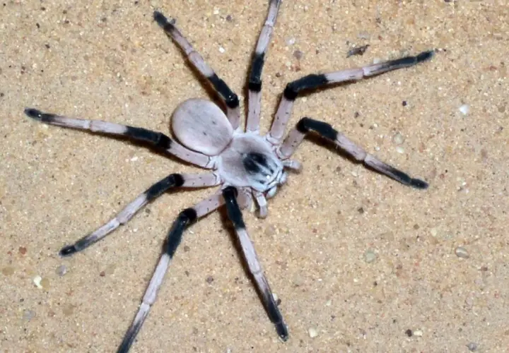 Eine helle Spinne mit schwarzen Beinsegmenten auf Sand. Ob Spinnen ein Herz haben, bleibt ein Rätsel, doch diese hier scheint es zu haben.