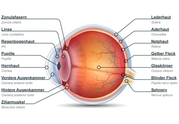 Schnitt durch das Auge mit Beschriftung der einzelnen Teile wie Hornhaut, Linse, Pupille, Netzhaut und Sehnerv.