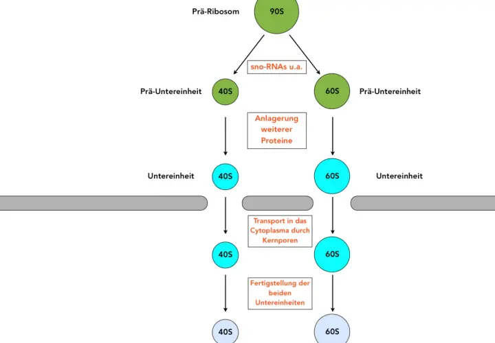 Schema zur Ribosomen Funktion: Prä-Ribosom (90S) zerfällt in 40S und 60S Untereinheiten, die reifen und ins Cytoplasma transportiert werden.
