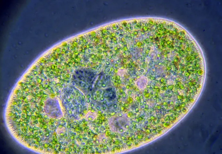 Ein Paramecium, eine einzellige Kreatur, die sich von Algen ernährt. Es ist eine tierzelle, keine pflanzenzelle.