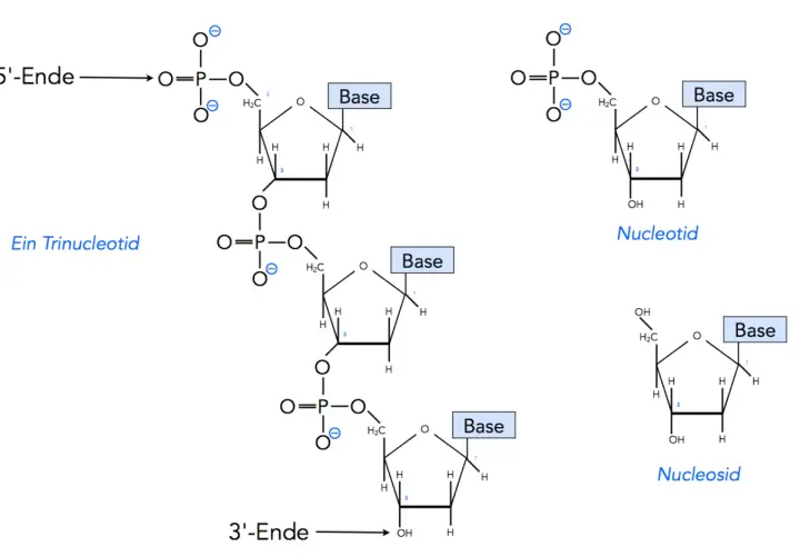 Der Aufbau von DNA: Ein Trinukleotid mit Phosphatgruppen, Zucker und Basen. Daneben sind ein Nukleotid und ein Nukleosid dargestellt.