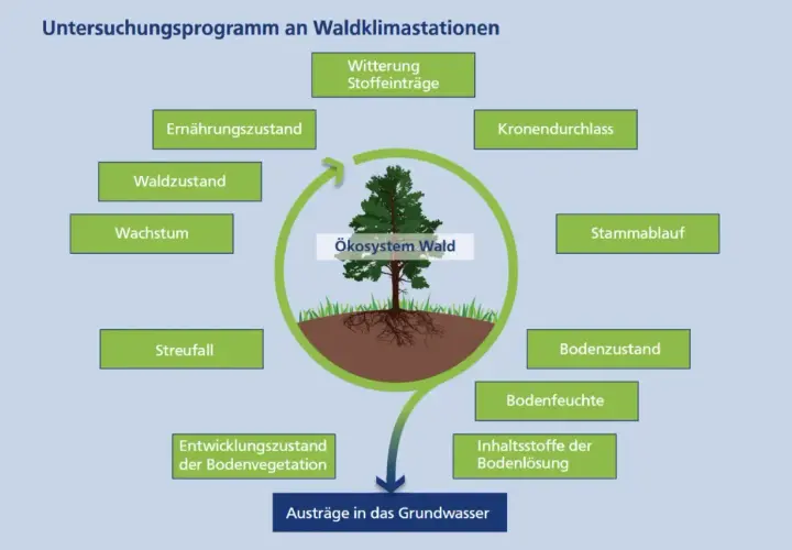Schema des Stoffkreislaufs im Wald: Witterung, Kronendurchlass, Stammablauf, Bodenzustand, Bodenfeuchte, Nährstoffe, Streufall und Waldzustand beeinflussen das Ökosystem Wald.