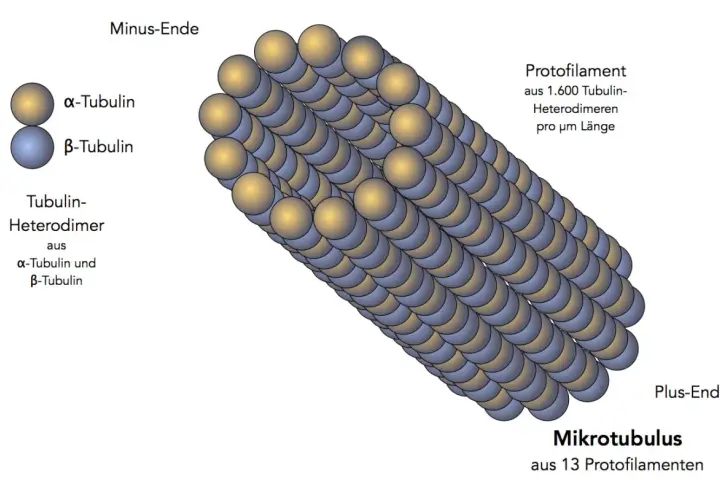 Mikrotubulus aus 13 Protofilamenten, die aus Tubulin-Heterodimeren bestehen. Wichtig für die Cytoskelett-Funktion, Zellform und Transport.