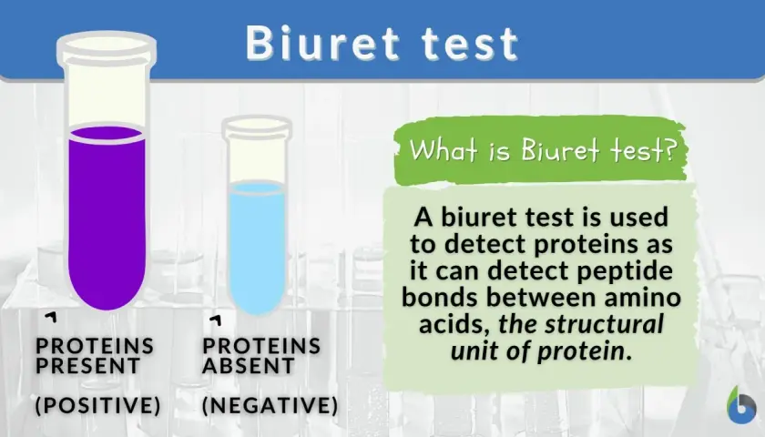 Biuret-Reaktion: Lila Flüssigkeit zeigt Proteine an (positiv), blaue Flüssigkeit zeigt keine Proteine (negativ).