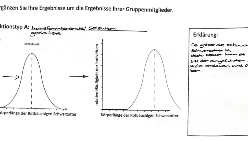 Diagramm zeigt transformierende Selektion bei Schwarzottern. Größere Tiere haben höhere reproduktive Fitness, da sie Aga-Kröten besser verdauen.