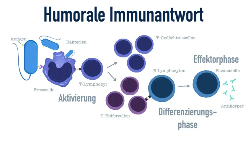 Schema der humorale Immunantwort: Fresszelle erkennt Antigen, aktiviert T-Lymphozyten und B-Lymphozyten. B-Zellen differenzieren zu Plasmazellen, die Antikörper produzieren.