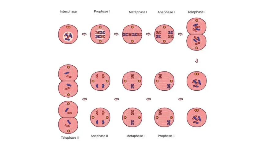 Der **Meiose Ablauf** in schematischen Darstellungen: Chromosomen ordnen sich, trennen sich und teilen sich in zwei Schritten, um vier Tochterzellen zu bilden.