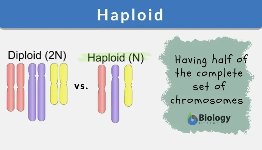 Vergleich von diploiden (2N) und haploiden (N) Chromosomensätzen. Ein haploider Chromosomensatz hat die Hälfte der vollständigen Chromosomen.