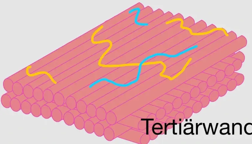 Struktur der Zellwand mit gelben und blauen Linien, die ihre Funktion symbolisieren.
