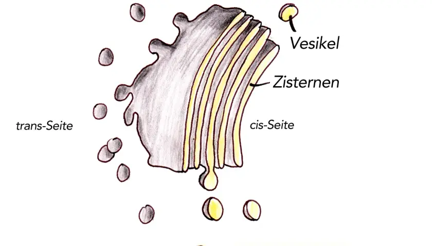 Der Golgi-Apparat mit Zisternen, Vesikeln und cis/trans-Seiten. Seine Funktion ist die Modifikation, Sortierung und Verpackung von Proteinen und Lipiden.