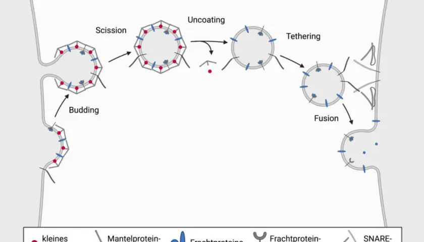 Schema zeigt die Vesikel-Funktion: Knospung, Abschnürung, Entmantelung, Anheftung und Fusion von Vesikeln zur Membran.