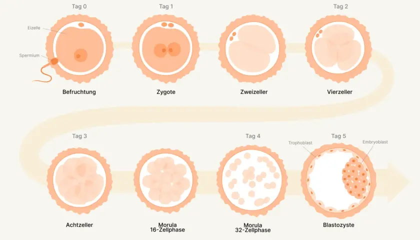 Die Abbildung zeigt die **Phasen der Befruchtung** und frühen Embryonalentwicklung: von der Befruchtung über Zygote, Zweizeller, Vierzeller, Achtzeller, Morula bis zur Blastozyste.