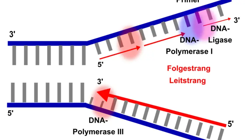 Schema der semikonservativen Replikation: DNA-Polymerase III synthetisiert den Leitstrang, während DNA-Polymerase I und Ligase den Folgestrang aufbauen.