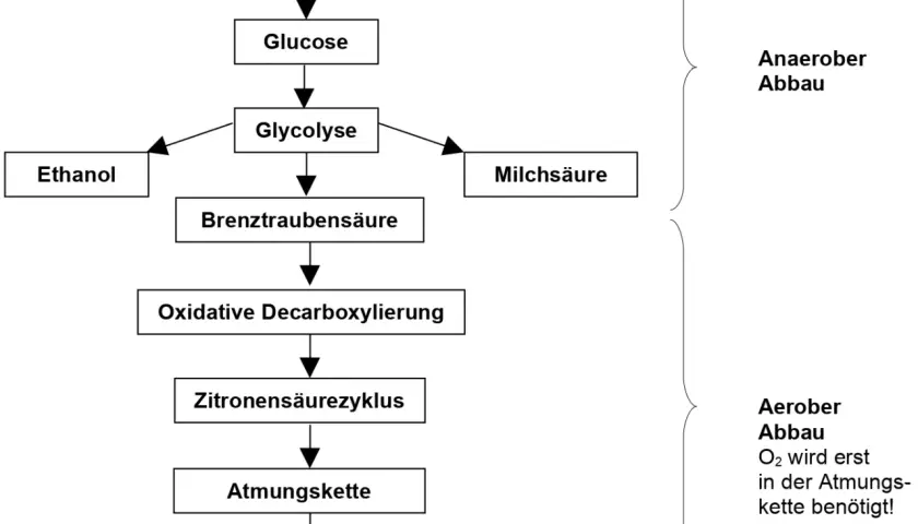 Schema der inneren Atmung: Kohlenhydrate werden zu Glucose, dann Glykolyse zu Brenztraubensäure. Anaerober Abbau führt zu Ethanol oder Milchsäure. Aerober Abbau über Zitronensäurezyklus und Atmungskette zu CO₂ + H₂O.