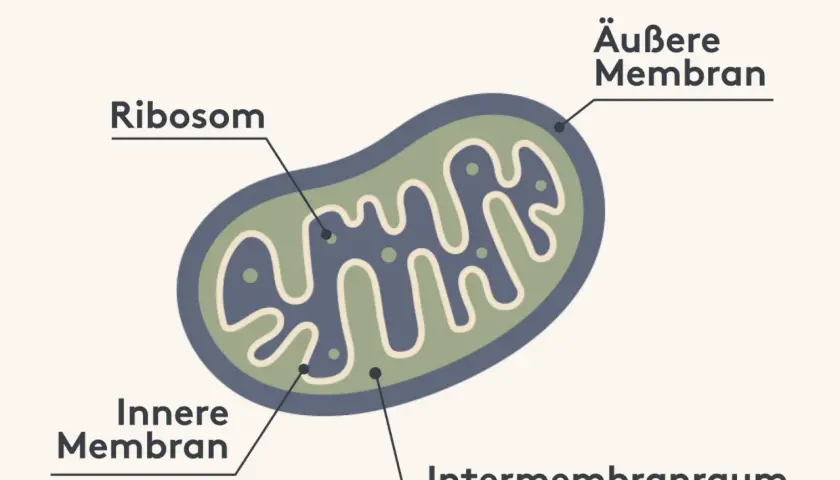 Schema des **Mitochondrien Aufbaus**: Äußere und innere Membran, Intermembranraum und Ribosomen sind beschriftet.