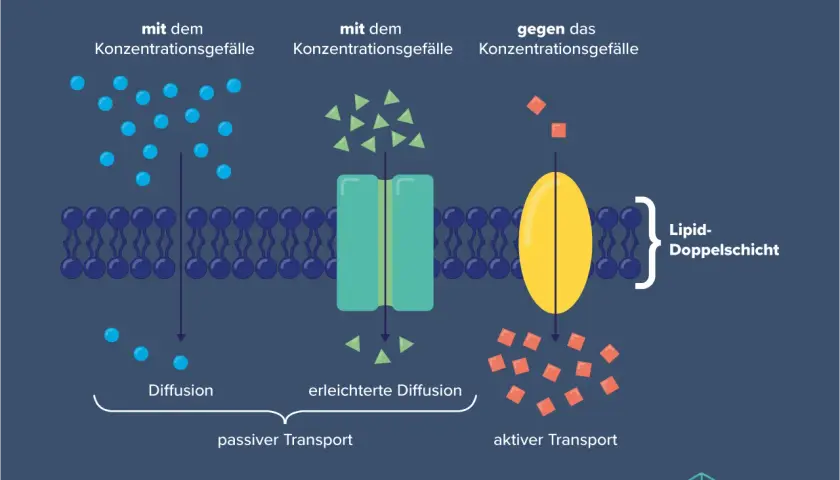 Die Zellmembran zeigt die Funktion von Transportprozessen: Diffusion, erleichterte Diffusion und aktiver Transport, die alle die Zellmembran durchqueren.
