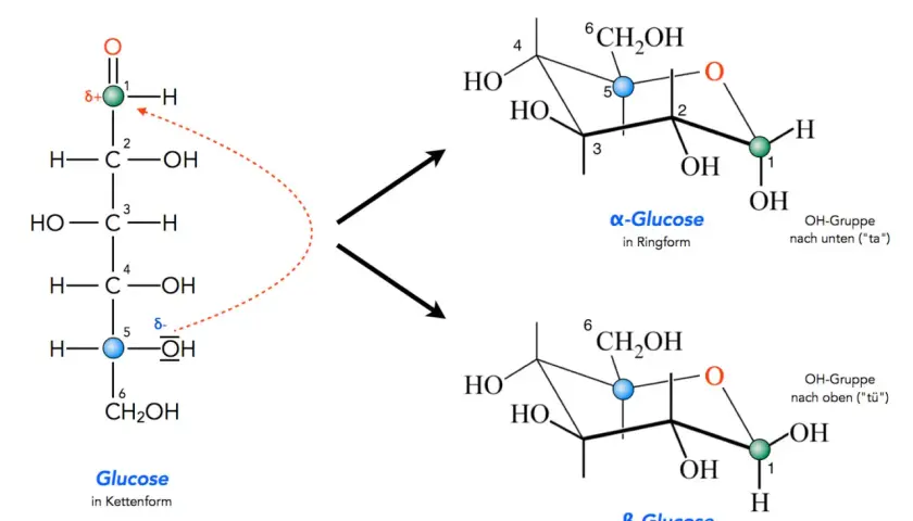 Die Umwandlung von Glucose in Kettenform zu α-Glucose und β-Glucose in Ringform.