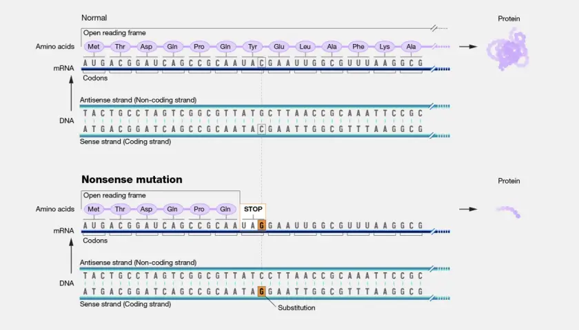 Normaler Proteinaufbau vs. verkürztes Protein durch eine Nonsense-Mutation, die ein Stoppsignal einführt.