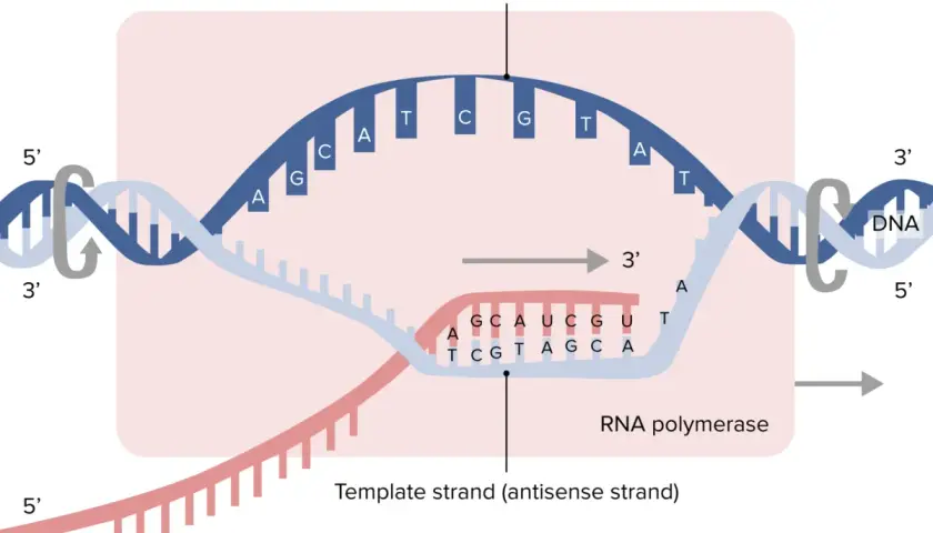 Der Prozess der **DNA-Transkription**: RNA-Polymerase liest die Matrizen-DNA, um mRNA zu synthetisieren.