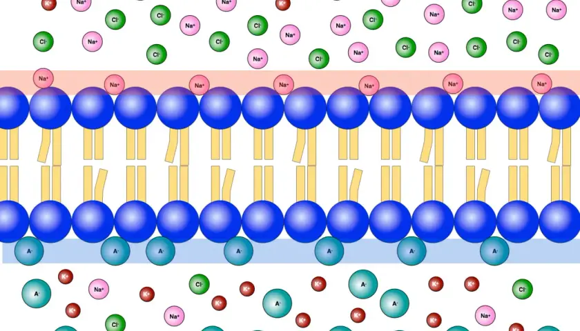 Ruhepotential einer Nervenzelle: Ionen (Na+, K+, Cl-, A-) verteilen sich um die Zellmembran, um das Ruhepotential zu erzeugen.