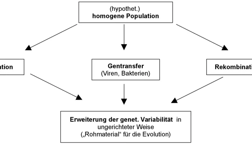 Schema zur synthetischen Evolutionstheorie: Mutation, Gentransfer und Rekombination erweitern genetische Variabilität als Rohmaterial für die Evolution.
