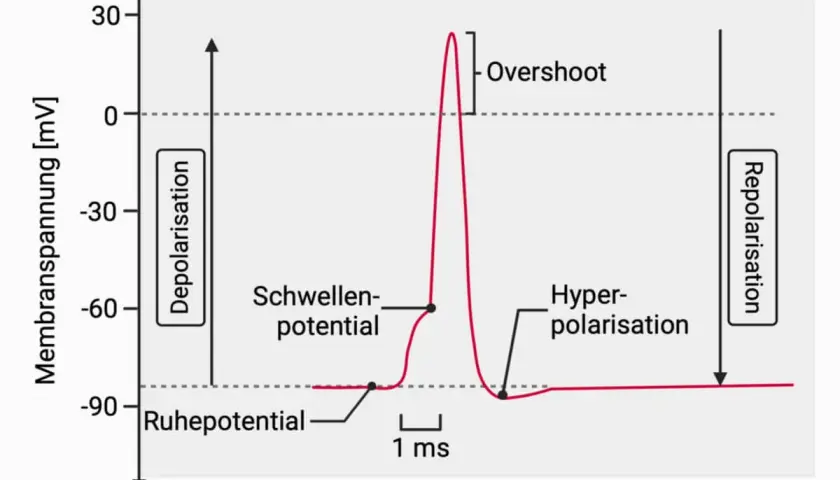 Diagramm zeigt den Aktionspotential einer Nervenzelle: Ruhepotential, Depolarisation, Schwellenpotential, Overshoot, Repolarisation und Hyperpolarisation.