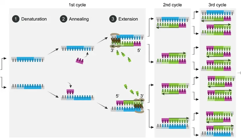 Schema der **Polymerase-Kettenreaktion** (PCR): DNA-Denaturierung, Primer-Anlagerung und Elongation vervielfältigen DNA-Fragmente.