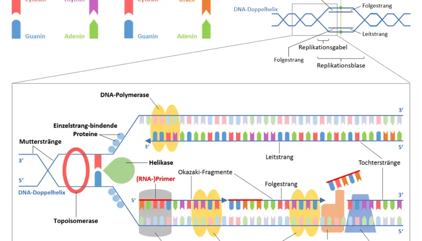 Der **DNA-Replikationsablauf** zeigt, wie die DNA-Doppelhelix entwirrt und neue Stränge synthetisiert werden. Enzyme wie Helikase und DNA-Polymerase sind beteiligt.
