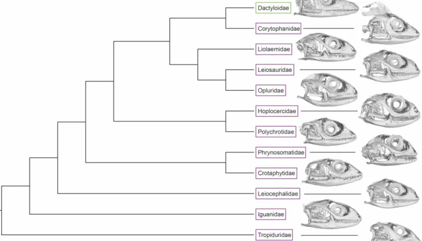 Stammbaum zeigt adaptive radiation deutsch bei Echsenfamilien mit Schädelbildern.