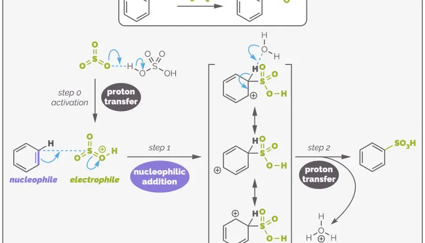 Mechanismus der elektrophilen Substitution: Benzol reagiert mit Schwefelsäure unter Bildung eines kationischen Intermediats, gefolgt von Protonentransfer.