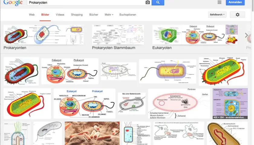 Bilder zeigen den Aufbau von Prokaryoten, wie Bakterien, mit ihren Zellbestandteilen.