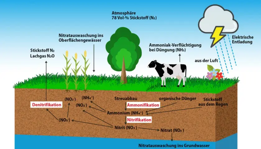Der Stickstoffkreislauf: 78% der Atmosphäre ist Stickstoff (N2). Er wird in der Landwirtschaft genutzt, z.B. durch Düngung, und durchläuft Prozesse wie Nitrifikation und Denitrifikation.