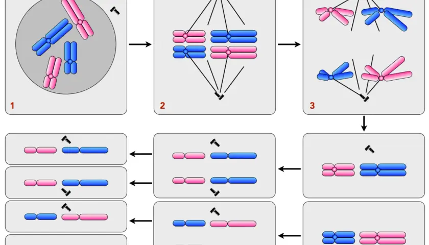 Schema zeigt die Schritte der Spermatogenese und Oogenese: Chromosomenpaare ordnen sich an, trennen sich und teilen sich, um Gameten zu bilden.