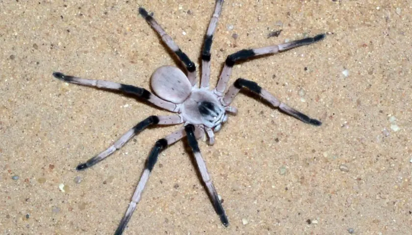 Eine helle Spinne mit schwarzen Beinsegmenten auf Sand. Ob Spinnen ein Herz haben, bleibt ein Rätsel, doch diese hier scheint es zu haben.