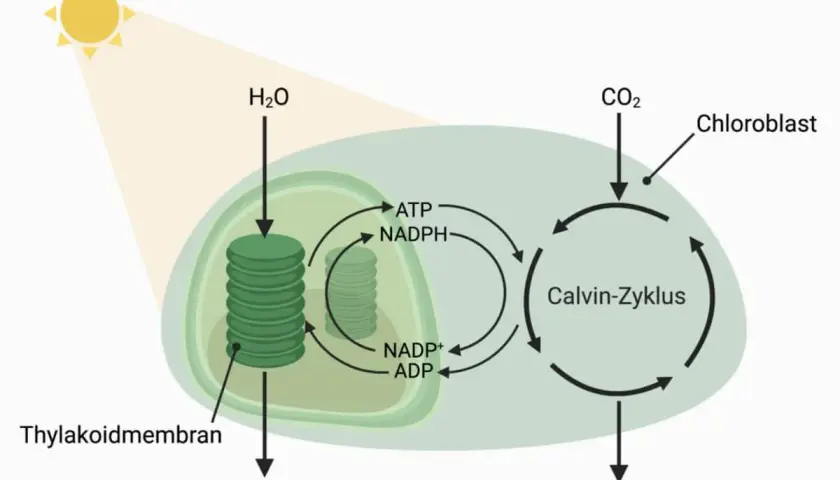 Schema der Photosynthese im Chloroplasten: Licht, H₂O und CO₂ sind Einflussfaktoren. Thylakoidmembran und Calvin-Zyklus wandeln sie in Glukose um.
