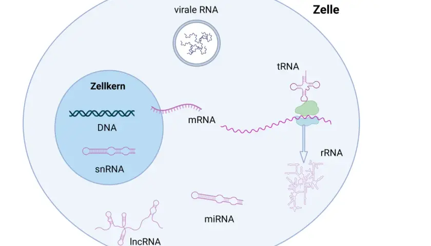 Zelle mit DNA im Zellkern, mRNA, tRNA, rRNA, snRNA, miRNA, lncRNA und viraler RNA. RNA ist ein Molekül, das viele Funktionen in der Zelle hat.