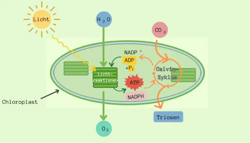 Schema der Zellatmung in Pflanzen: Licht, Wasser und CO2 werden im Chloroplasten zu Sauerstoff und Zucker (Triosen) umgewandelt.