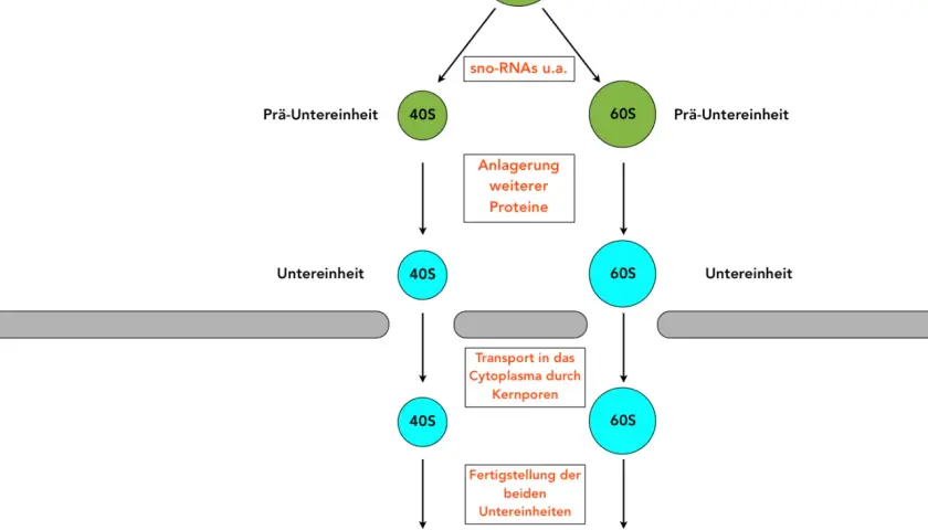 Schema zur Ribosomen Funktion: Prä-Ribosom (90S) zerfällt in 40S und 60S Untereinheiten, die reifen und ins Cytoplasma transportiert werden.