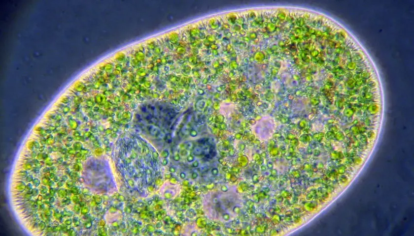Ein Paramecium, eine einzellige Kreatur, die sich von Algen ernährt. Es ist eine tierzelle, keine pflanzenzelle.