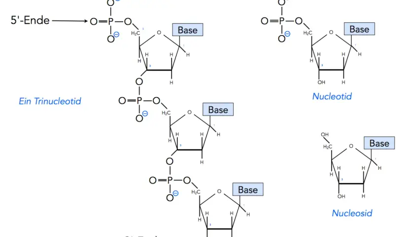 Der Aufbau von DNA: Ein Trinukleotid mit Phosphatgruppen, Zucker und Basen. Daneben sind ein Nukleotid und ein Nukleosid dargestellt.
