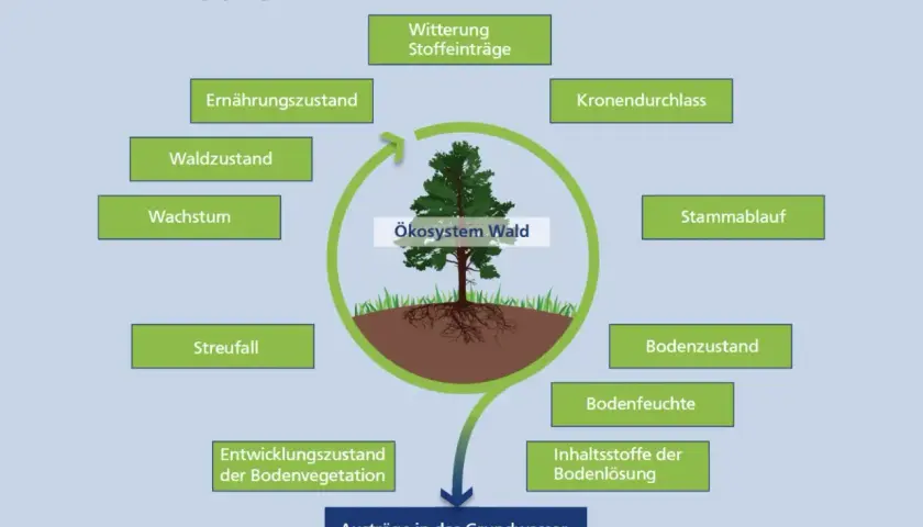 Schema des Stoffkreislaufs im Wald: Witterung, Kronendurchlass, Stammablauf, Bodenzustand, Bodenfeuchte, Nährstoffe, Streufall und Waldzustand beeinflussen das Ökosystem Wald.