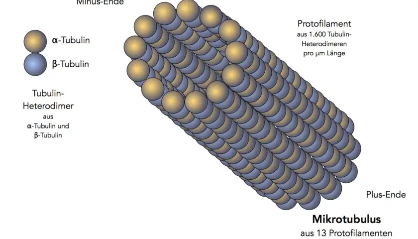 Mikrotubulus aus 13 Protofilamenten, die aus Tubulin-Heterodimeren bestehen. Wichtig für die Cytoskelett-Funktion, Zellform und Transport.