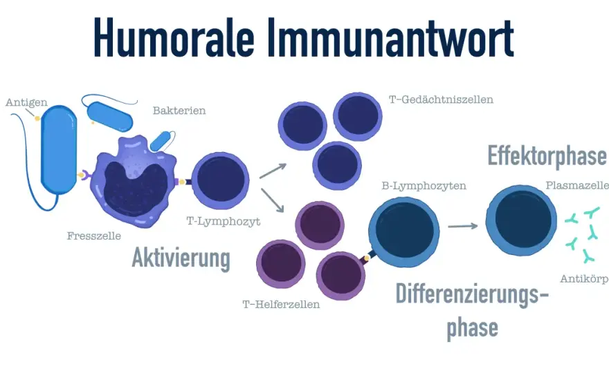 Humorale Immunantwort - B-Zellen, Antikörper und Impfgedächtnis