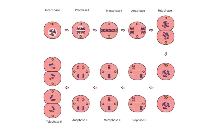 Meiose einfach erklärt - Ablauf, Phasen und genetische Vielfalt